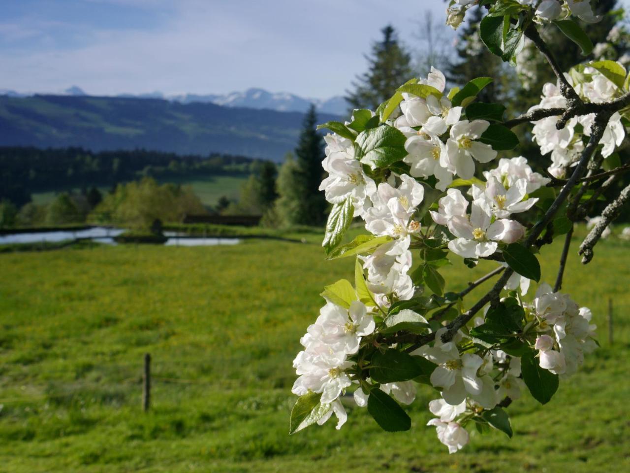 Hotel Alpenrose Gut Schlafen & Fruehstuecken ไชเดกก์ ภายนอก รูปภาพ